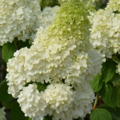 Гортензия метельчатая Меджикал Мунлайт
