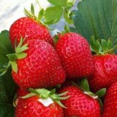 Земляника садовая Шарлотта (Fragaria ananassa Charlotte)