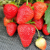 Земляника садовая Вима Рина (Fragaria ananassa Vima Rina)