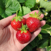 Земляника садовая Сизоже (Fragaria ananassa Cijosee)