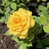 Роза бордюрная Кордена желтая