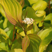 Дерен белый Ауреа (Cornus alba Aurea)