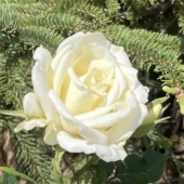 Роза бордюрная Кордена белая