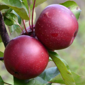 Яблоня Байя Мариса (красномякотная) 