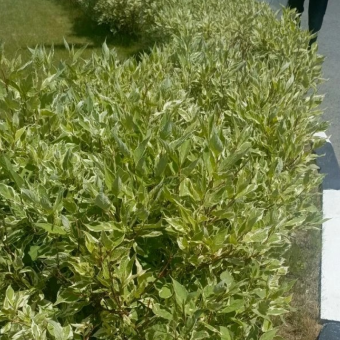 Дерен белый Элегантиссима (Cornus alba Elegantissima)