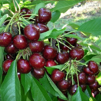 Черешня Роял Хелен  (Royal Helen)