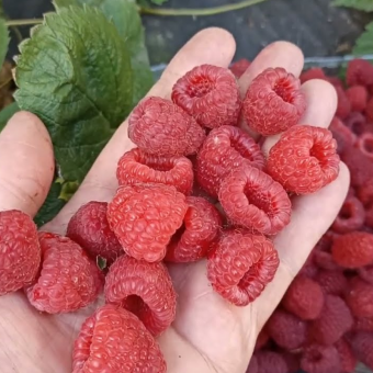 Малина Маргарита