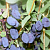 Жимолось канадская