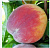 Персик Санкрест