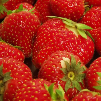 Земляника садовая Шарлотта (Fragaria ananassa Charlotte)