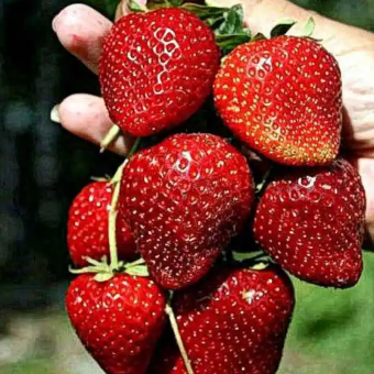 Клубника Кабрилло