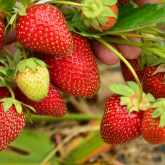 Земляника садовая Флорида Бьюти (Fragaria ananassa Florida Beauty)
