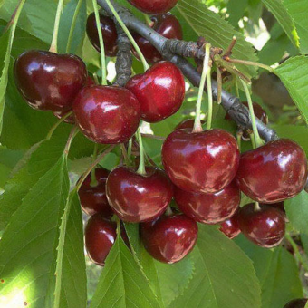 Черешня Гигант Ред (Giant Red)